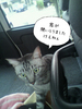 neko2hukidasi- 達川 2.jpg